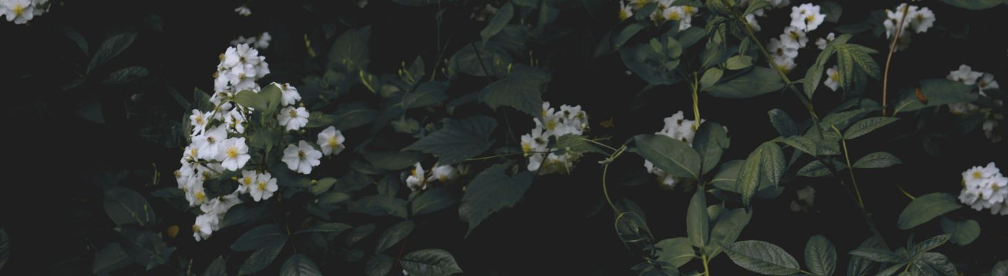 新着情報